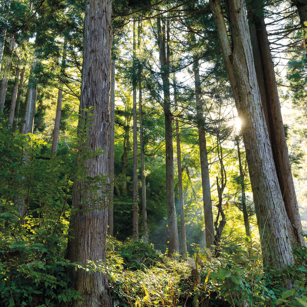 Arbres dans une forêt ensoleillée, symbolisant la nature et la durabilité.
