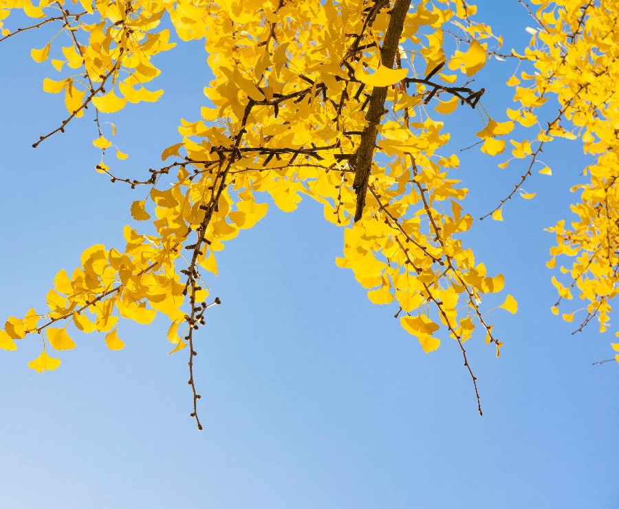 Feuilles jaunes d'automne sur une branche contre un ciel bleu clair.