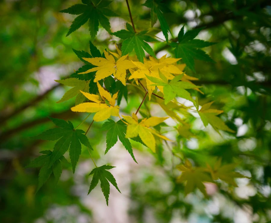 Feuilles d'érable vertes et jaunes en pleine nature.